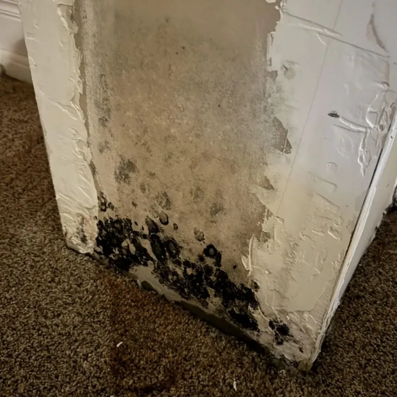 Professional Mold Removal in Owen County, IN